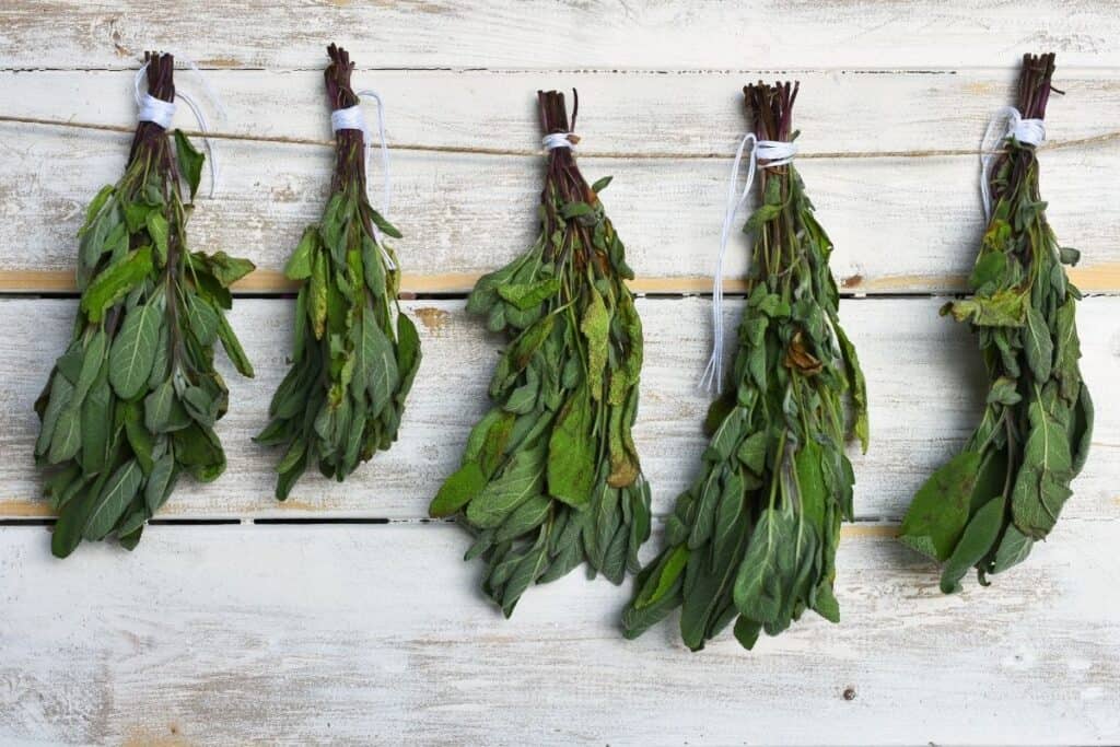 Bunches of herbs hanging to dry against a white wood wall.