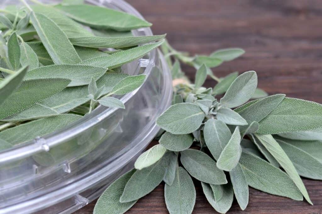 Sage leaves spread on a plastic dehydrator tray with more fresh leaves sitting on the table next to it.