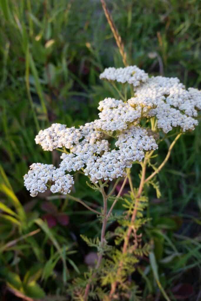 Yarrow flowers blooming in a field.