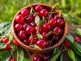 A wooden bowl full of bright red cherries surrounded by leaves and more cherries.