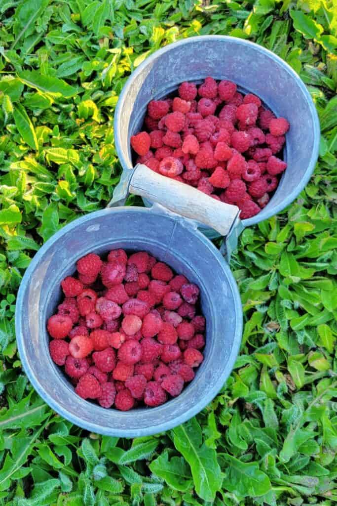 2 metal buckets full of red raspberries sit on the grass.