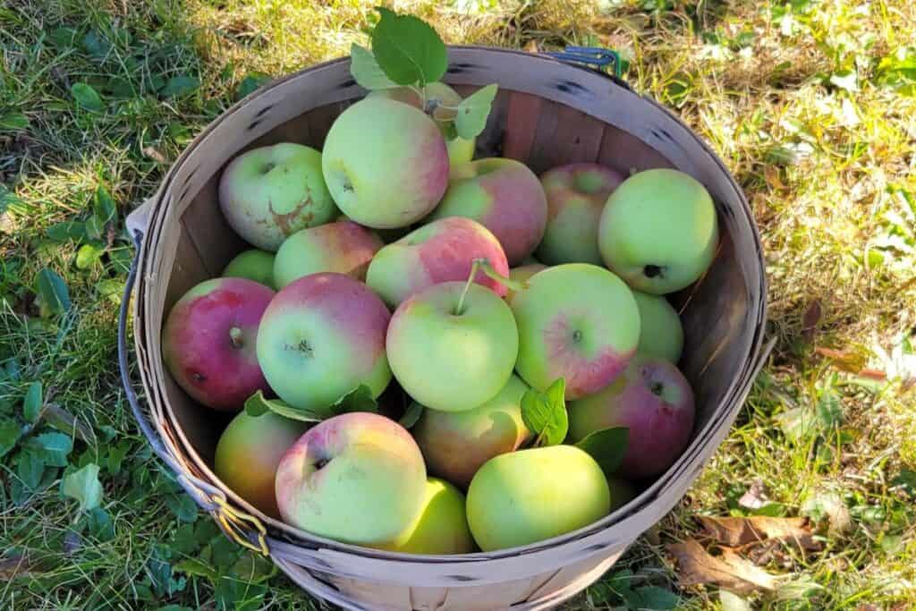 A wicker basket full of red and green apples sits on the grass.