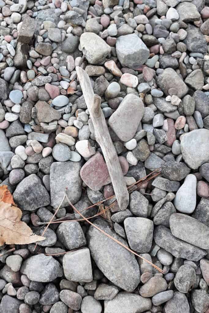 A piece of driftwood, some dead leaves, and pine needles sitting on a rocky beach.