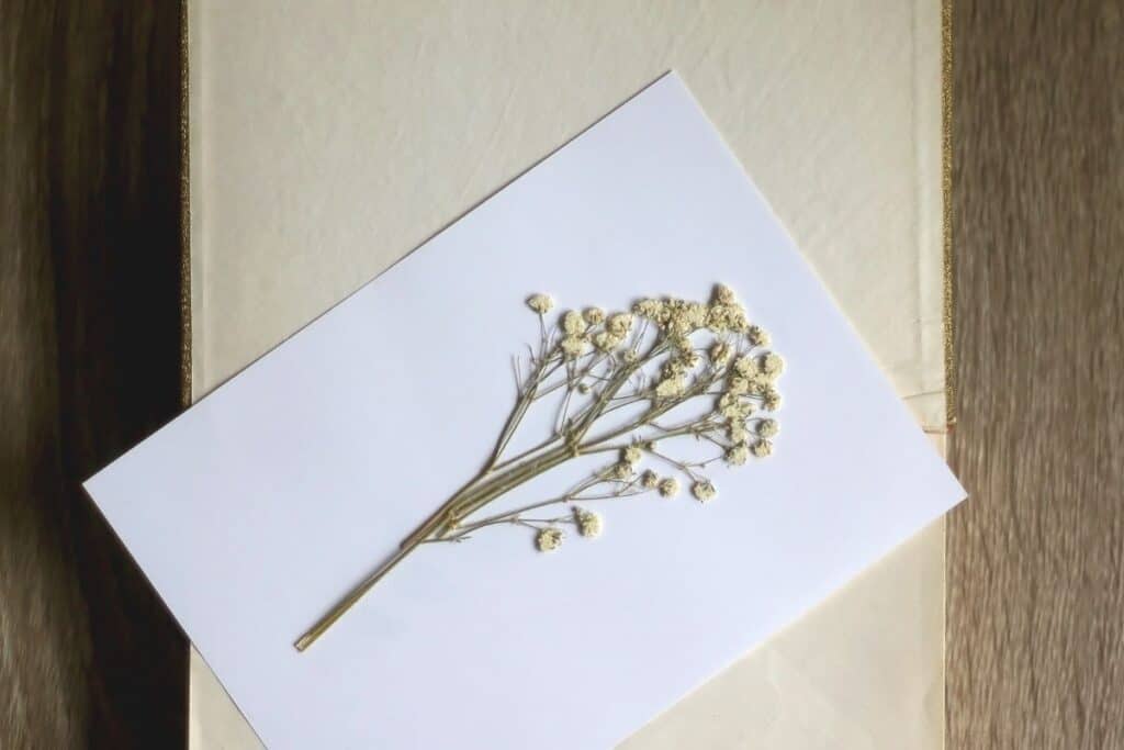 A pressed stem of flowers sitting on a piece of paper on top of an open book.
