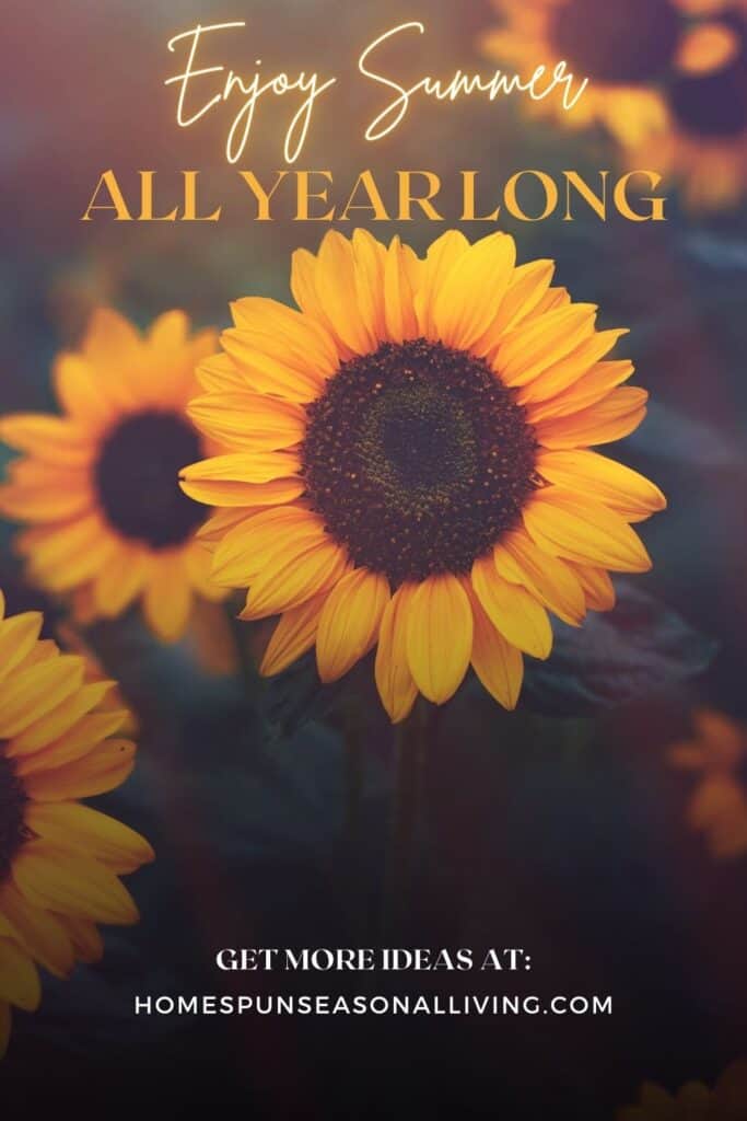 Sunflowers in a field with text overlay stating: enjoy summer all year long.