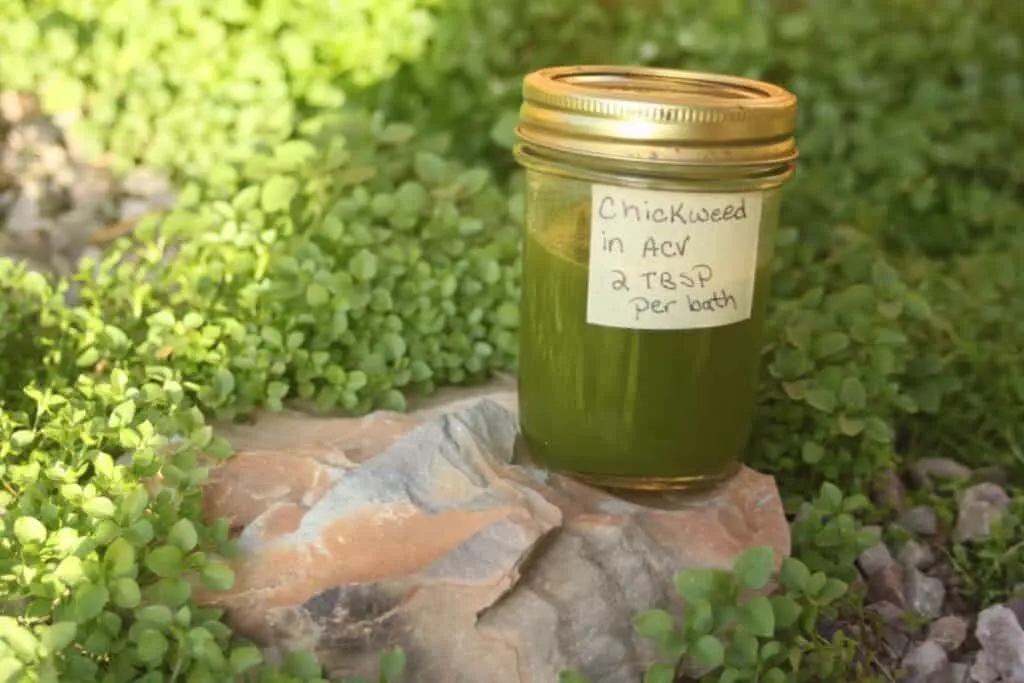 A canning jar full of green liquid sits on a rock surrounded by growing chickweed. A label on the jar reads chickweed in ACV 2 TBSP per bath.