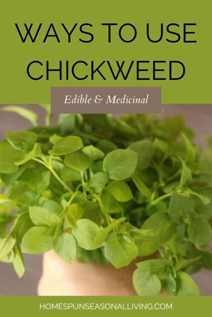 A bunch of freshly harvested chickweeds being held in someone's hand. Text overlay reads: Ways to Use Chickweed Edible & Medicinal.