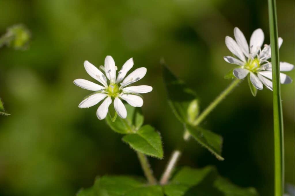 Close up of the white flower petals of a chickweed plant.