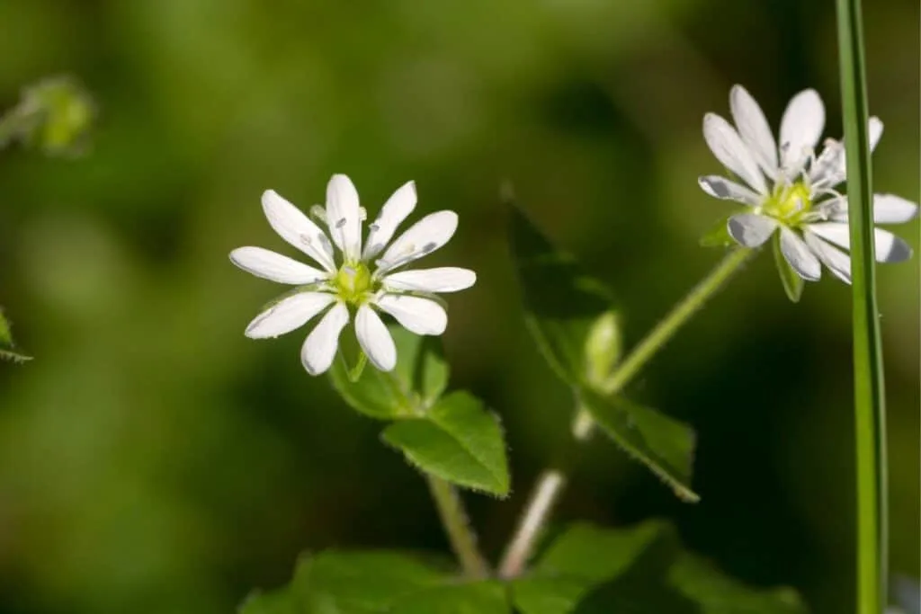 Close up of the white flower petals of a chickweed plant.