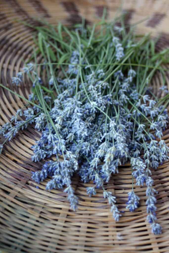 Fresh lavender stems stacked in a basket.