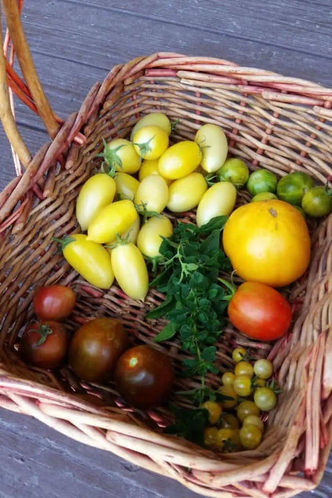 A basket of fresh tomatoes in a variety of colors and shapes.