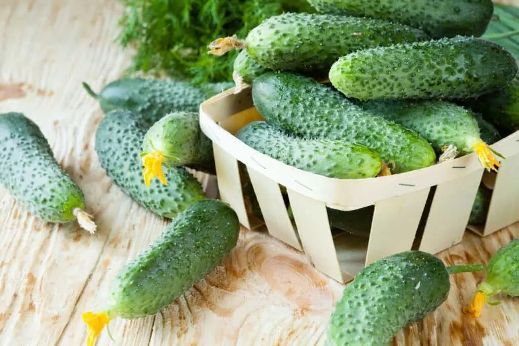 A basket of fresh cucumbers sits on a table surrounded by more cucumbers.