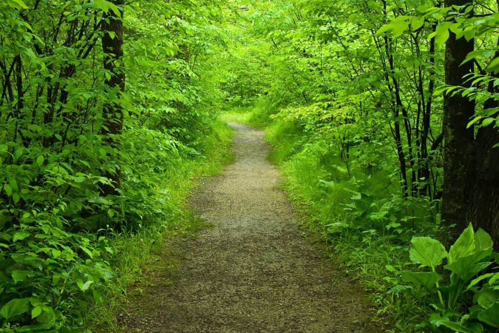 A clear path through a green, leafy and tree filled forest.
