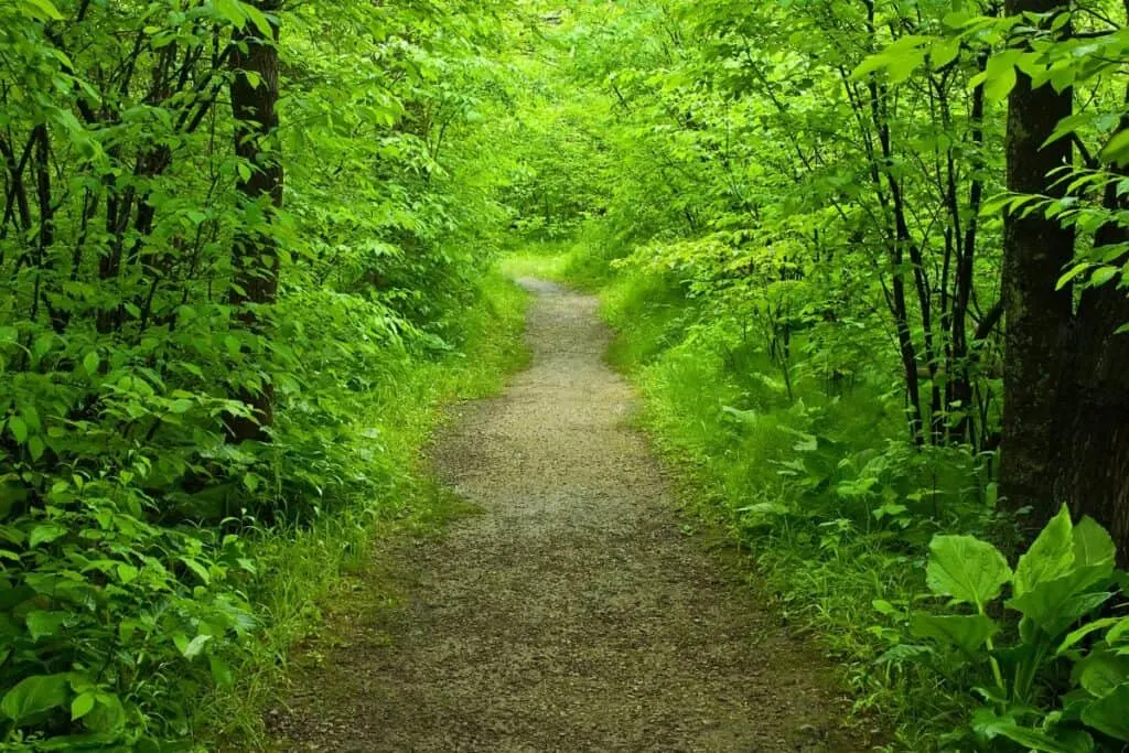 A dirt path in a wooded forest.