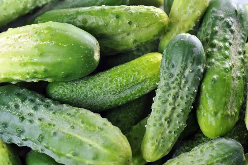 A pile of fresh green pickling cucumbers.