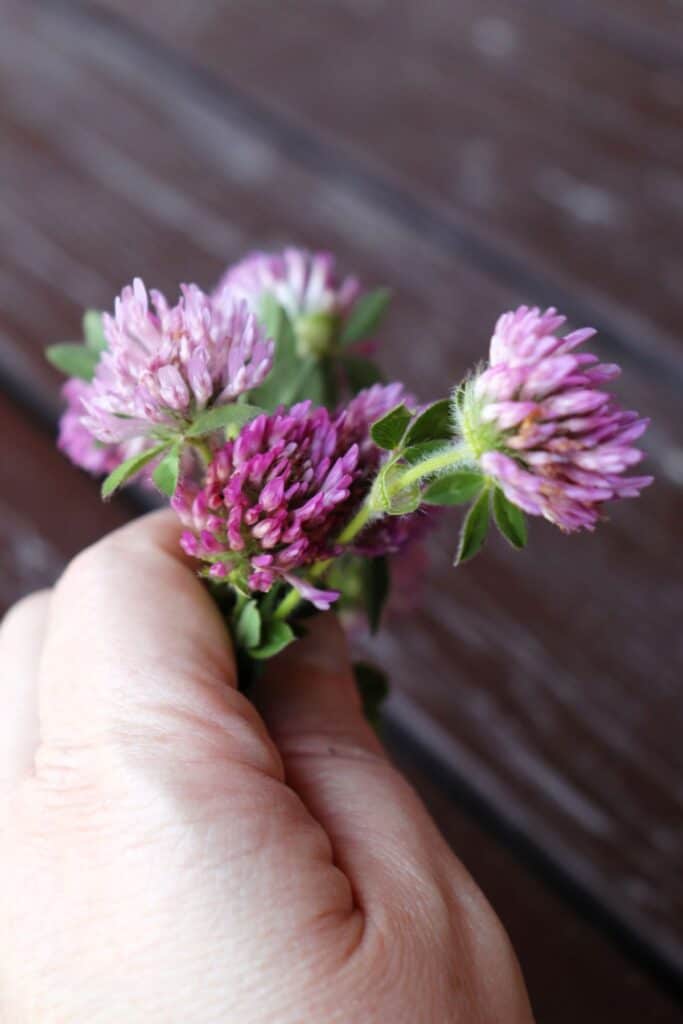 A woman's hand holds a bunch of fresh red clover flowers. 
