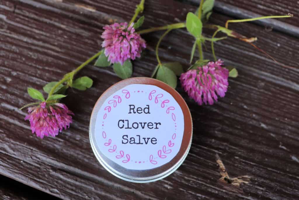 A tin labeled red clover salve is seen from above and surrounded by fresh red clover blossoms.