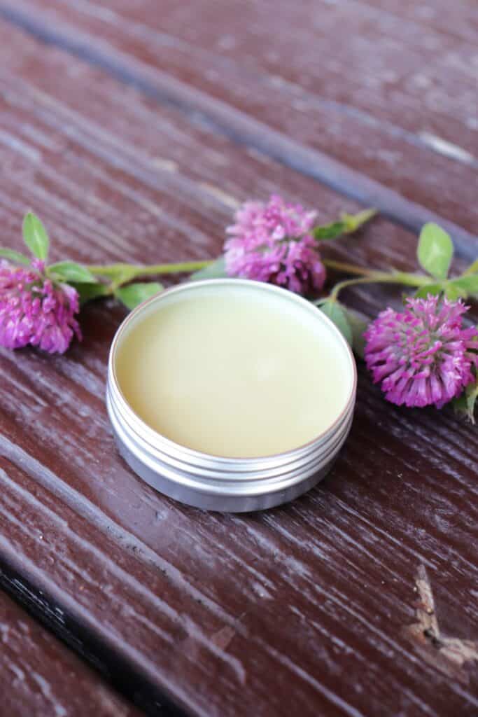 An open metal tin shows a cream colored salve inside is surrounded by fresh red clover blossoms.