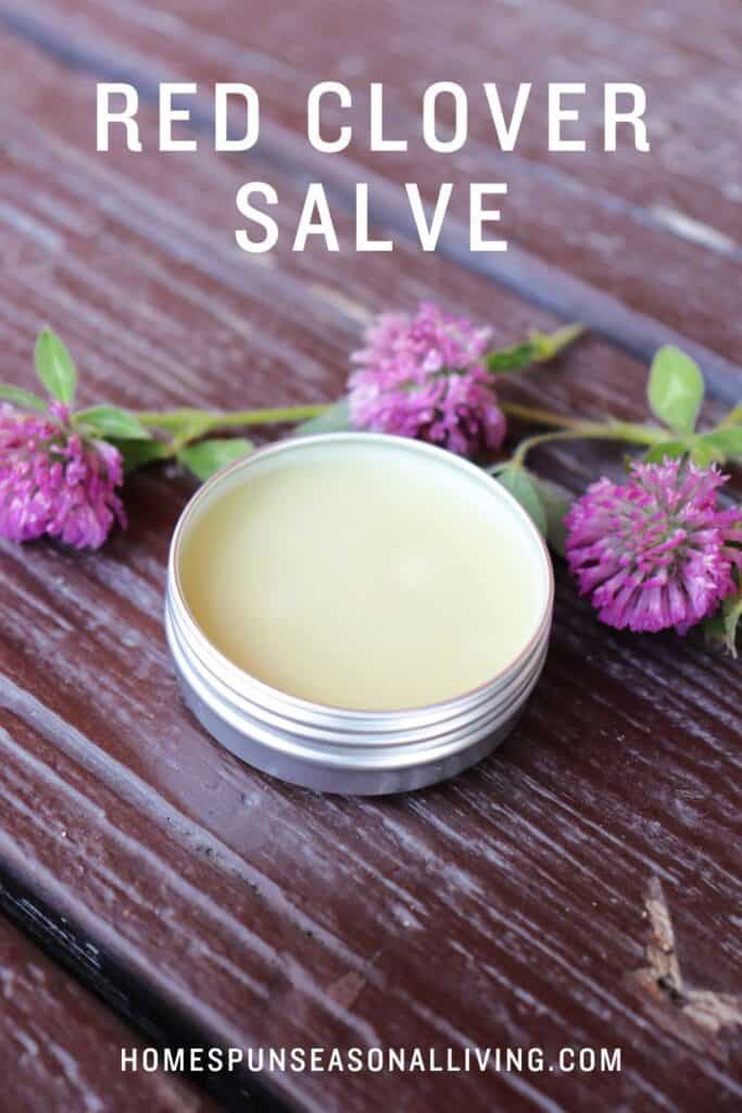An open metal tin shows a cream colored salve inside is surrounded by fresh red clover blossoms. Text overlay reads: Red Clove Salve