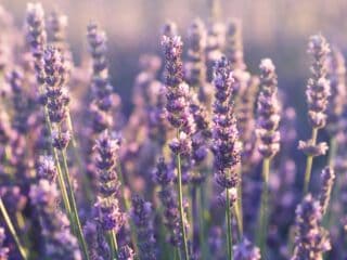 Stems of fresh lavender growing in a field.