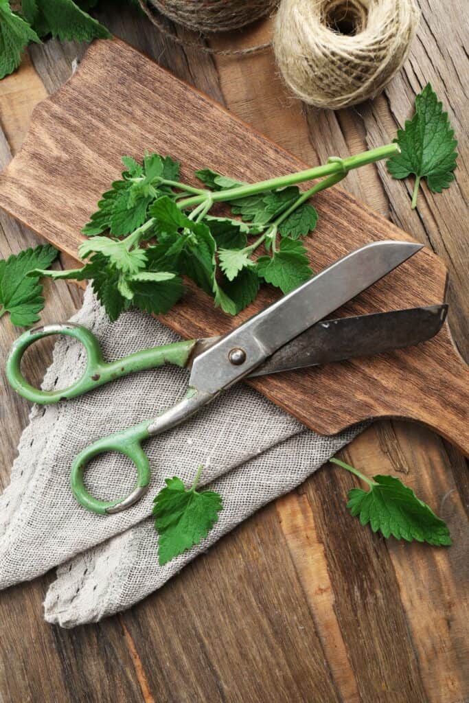 A stem of fresh lemon balm sits on a cutting board with a pair of scissors.