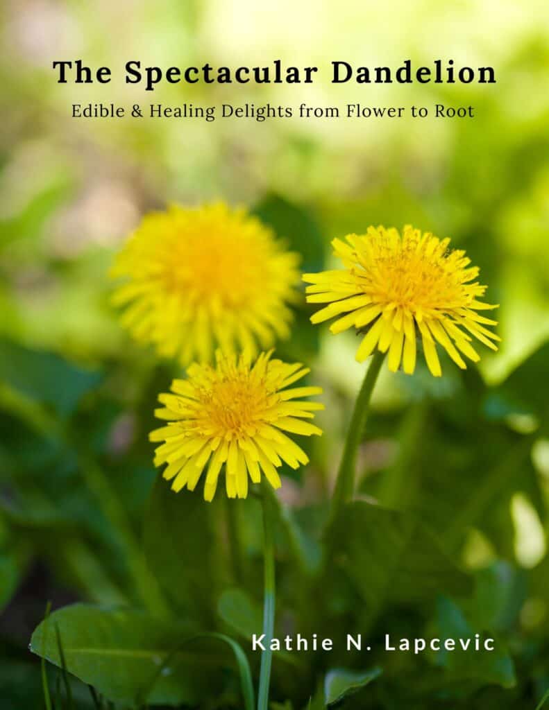 3 flowering dandelions growing in the grass. Text overlay reads: The Spectacular Dandelion: Edible & healing delights from flower to root.