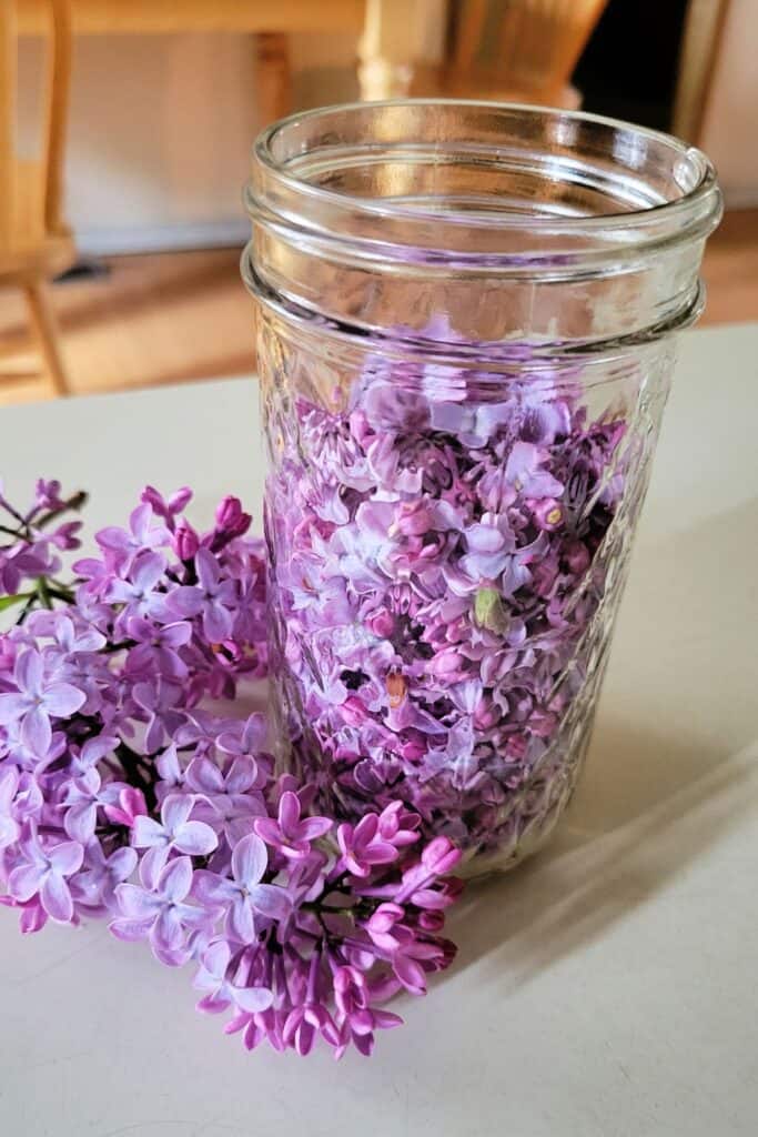 Fresh lilac blossoms fill a glass canning jar. The jar sits on a kitchen counter with stems of fresh lilacs next to it. 