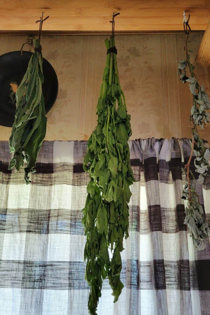 Stems of fresh lovage hang from hooks in the ceiling with other fresh herbs hanging beside to dry. 